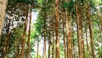 각산 편백나무 숲