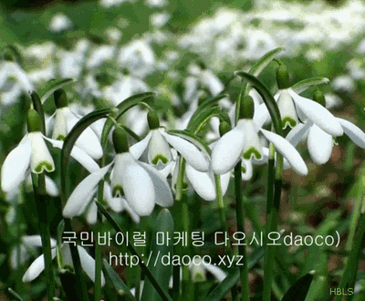 바이럴마케팅 무료지원 안내 daoco.xyz