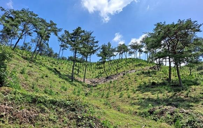사천시는 경상남도의 ‘2022년 산림자원분야(조림) 시군 평가’에서 조림 부문 우수기관으로 선정됐다고 10일 밝혔다.
